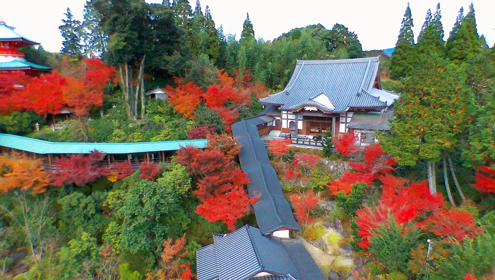 佐賀県武雄市「シャクナゲ寺」の紅葉ライトアップは今が見頃！ | Sally.Asia