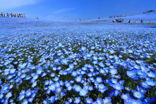 茨城縣國營常陸海濱公園450萬朵粉蝶花絕美綻放中 Sally Asia